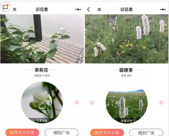 微信app小程序中的識花君怎么用？微信app小程序中的識花君用法介紹！
