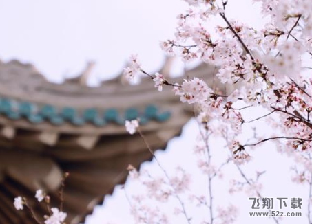 武漢大學(xué)云賞櫻入口及地址